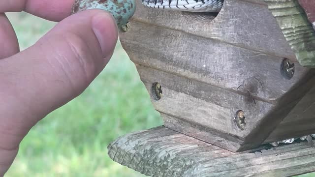 Handfeeding a Black Rat Snake