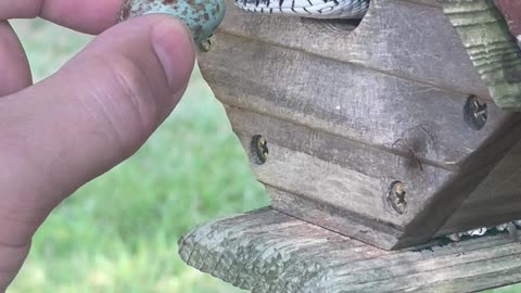 Handfeeding a Black Rat Snake
