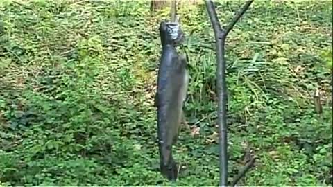 Outdoor-Survival 3: Räuchern