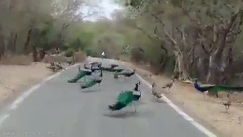 Peacock