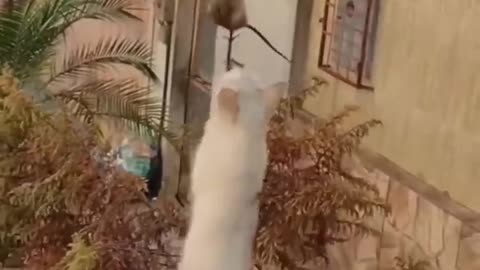 Pet Paw-ty: A Hilarious Home Zoo!