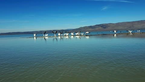 Birds on the Lake