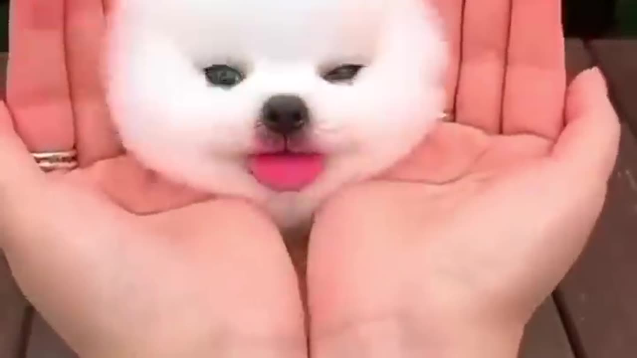 CUTE ANIMAL