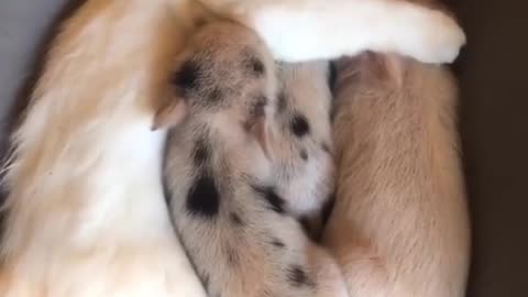 #AnimalCuddles_ Cat Cuddling with Piglets! 🥰 #Piglets #BabyPigs #Cat #Snuggles #AnimalLove #LOL