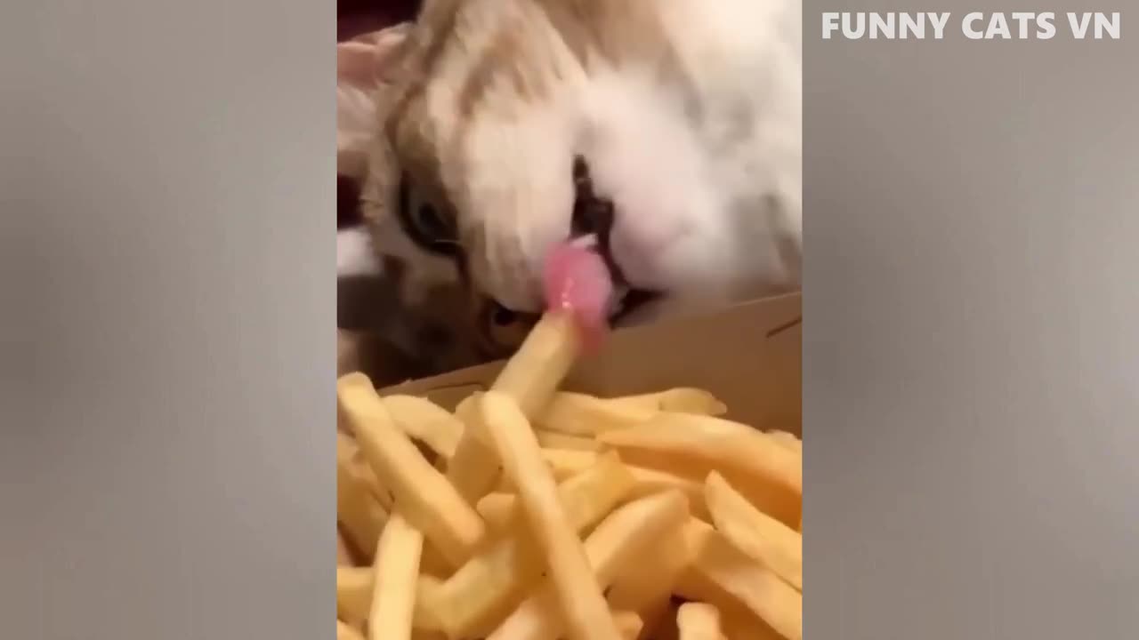 Best Funny Cats And Dogs Compilation Video