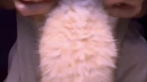 Cute dancing cats