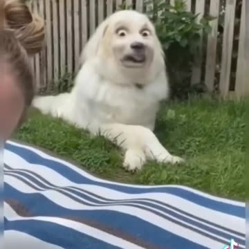 the funny dog complition you can see|very funy video|#rumble