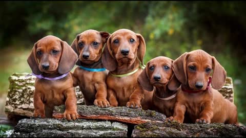 10 Apartment dogs # Small house dog breeds# Best Apartment dogs India#Pets in India# dogs in India