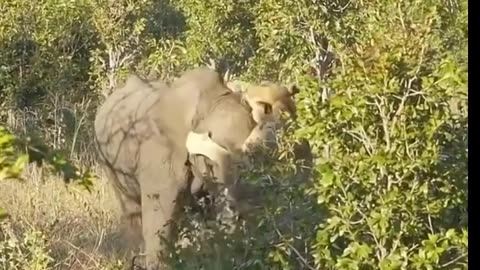 Lions attack Elephant