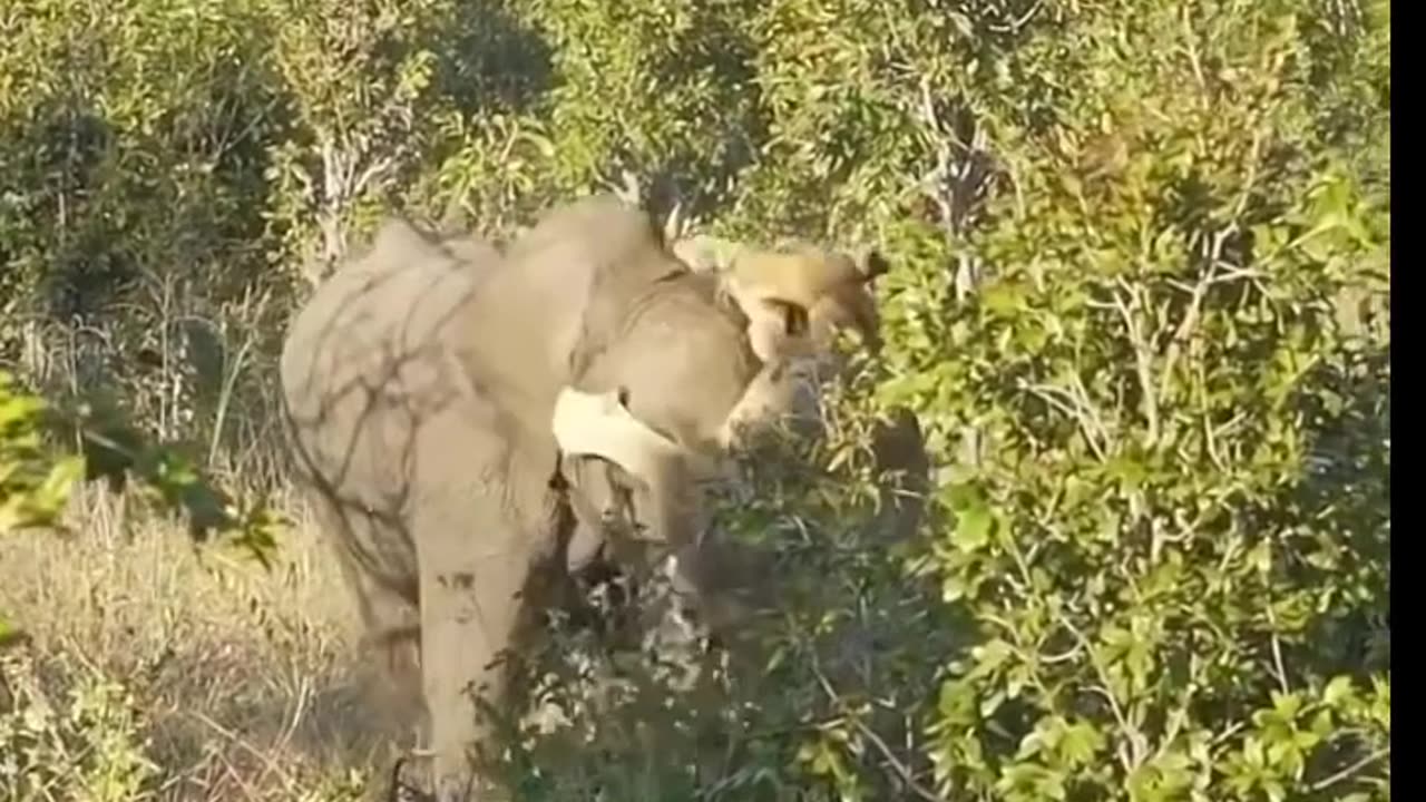 Lions attack Elephant