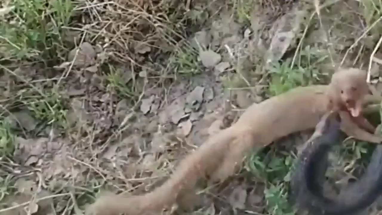 Snake and otter war🐍