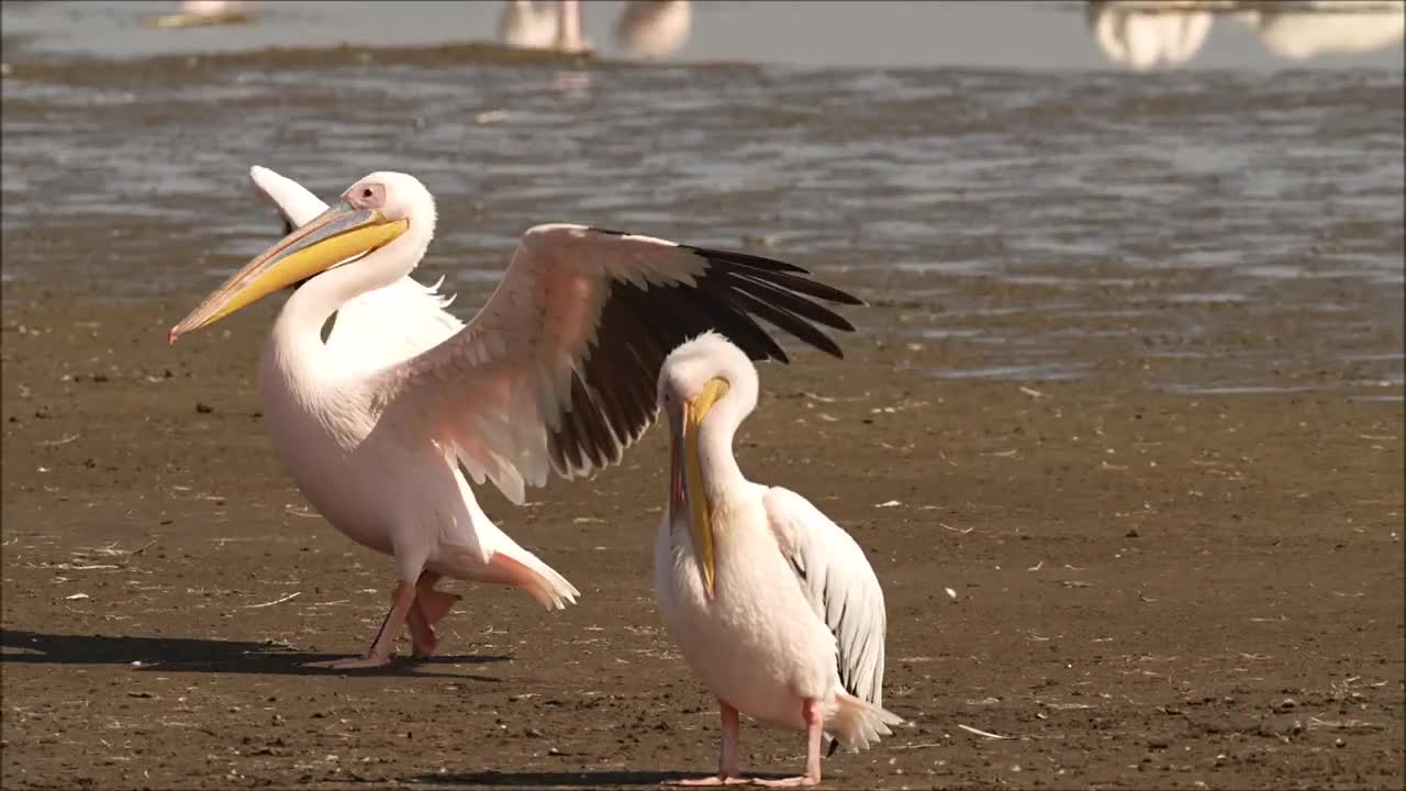 Great white pelican, Lake Nakuru, Kenya Oct 2022