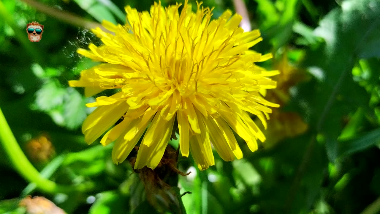 Dandelion is a wonderful plant! Why dandelions are good for you!