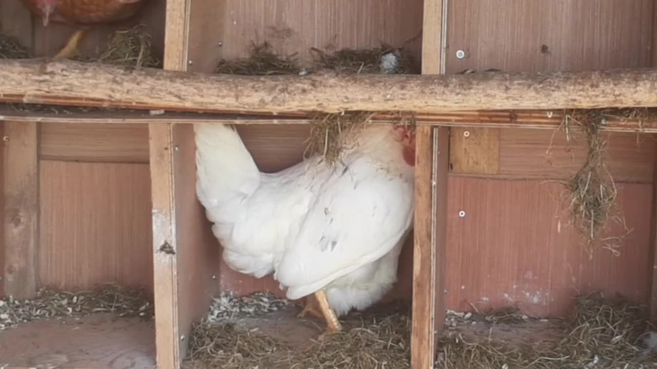 Chicken Lays An Egg Slow Motion