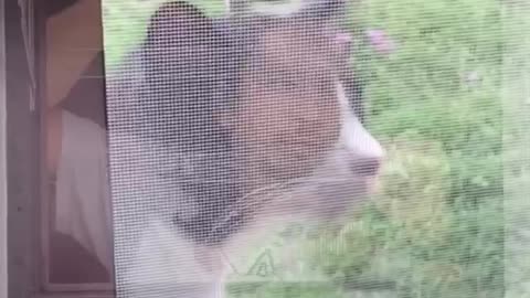 Building musical with the cat.