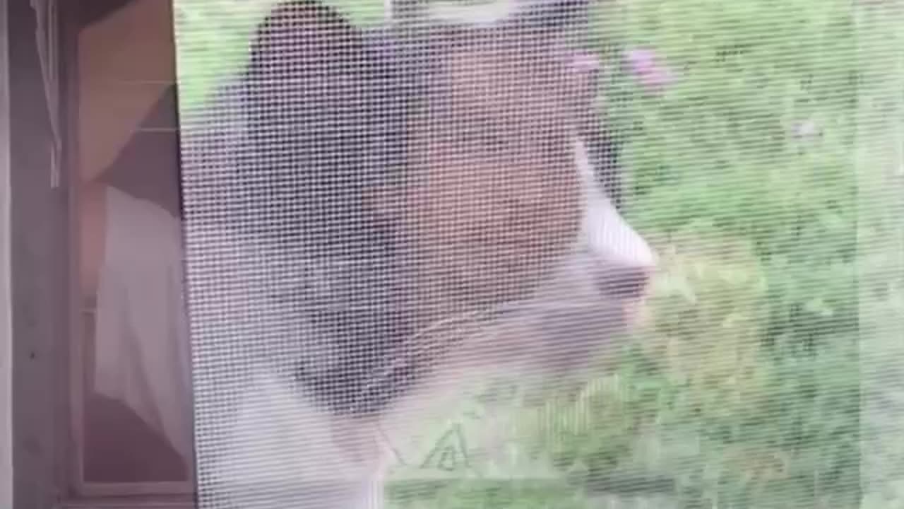 Building musical with the cat.