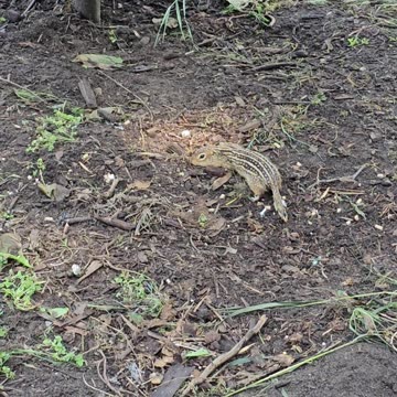 OMC! Gopher is not scared of chickens - joins the feast! #gophers #chickens #nature #animals #shorts