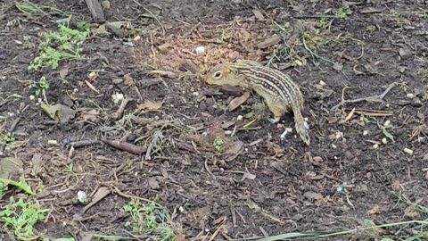 OMC! Gopher is not scared of chickens - joins the feast! #gophers #chickens #nature #animals #shorts