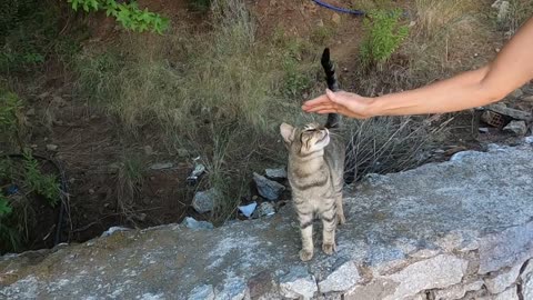 Affectionate tabby cat will mesmerize you with irresistible little jumps of love