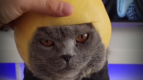 Cat funny video.