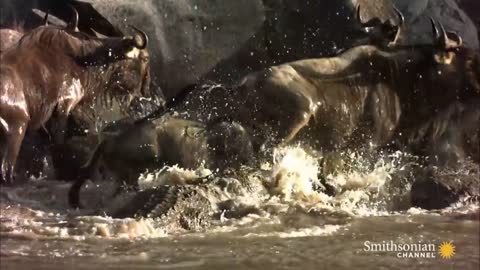 This Is Why You Should Never Anger a Hippo