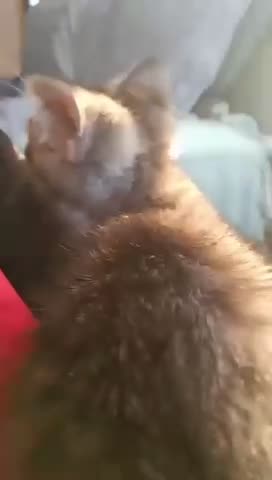 Cute baby kitten playing funny