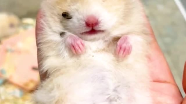 Cutehamstersleepingmoment#cutehamster#hamster#hamstershorts#shorts#pets#funnypets#hamsters