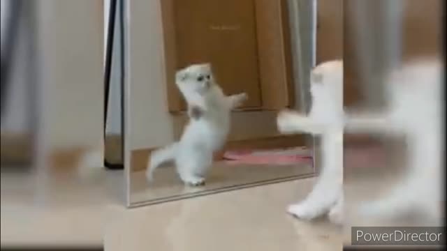 Funniest cats video #part 2