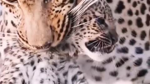 The mother leopard is moving the baby leopard