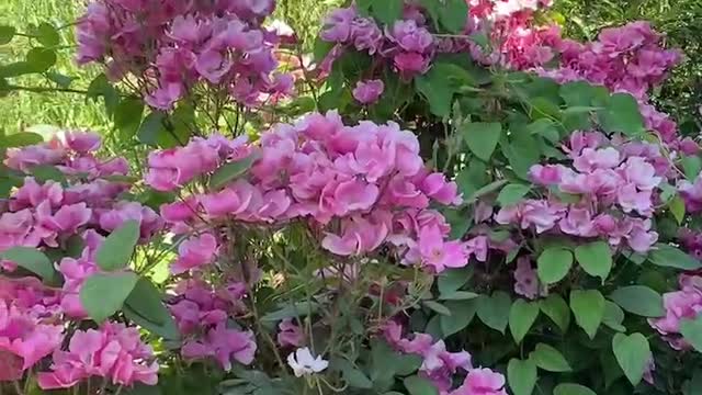 Bright and pretty pink flowers