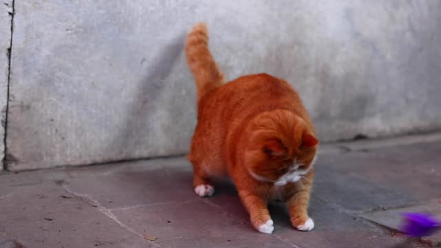 An orange cat plays with a cat stick