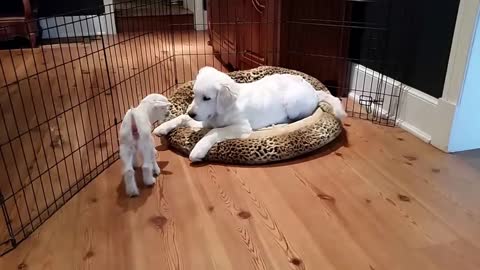 4 day old goat meets 4 month old puppy