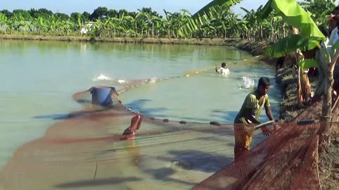 how to catch net fish.net fishing 