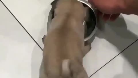 The puppy is starving