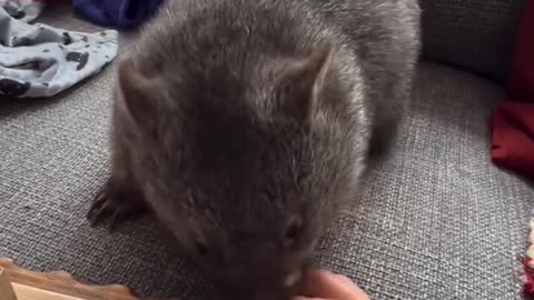 Cute Little Wombat