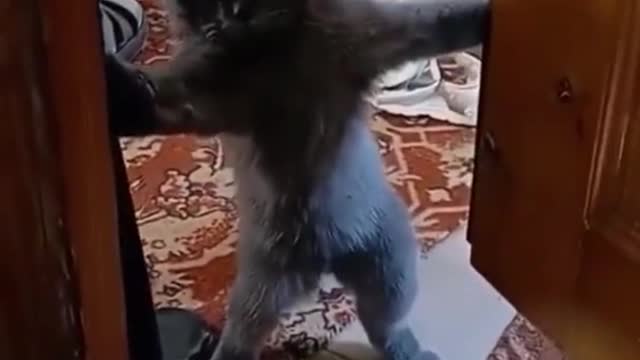 A cat that closes doors