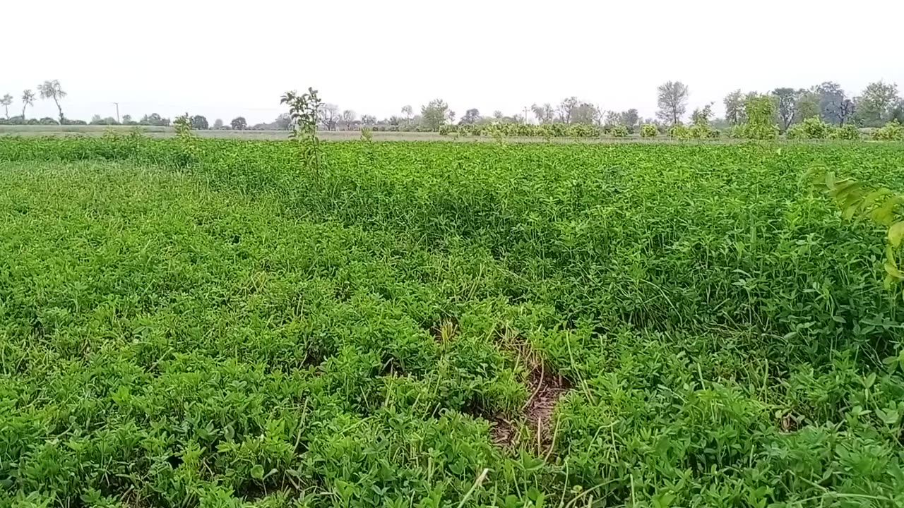 nature of the field and weather very beautiful weather