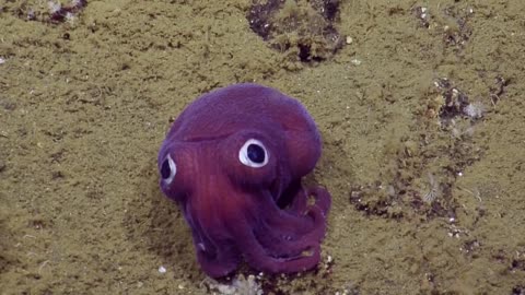 Googly-eyed Stubby Squid _ Nautilus Live