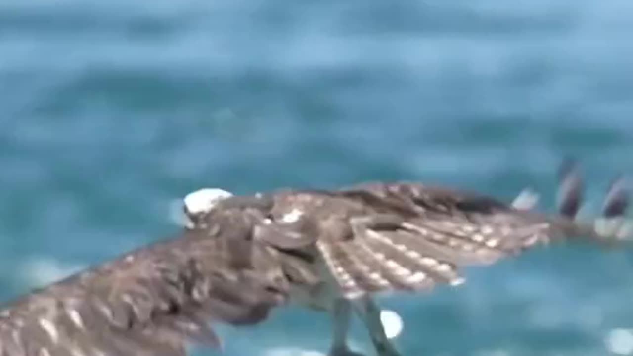 The Eagle