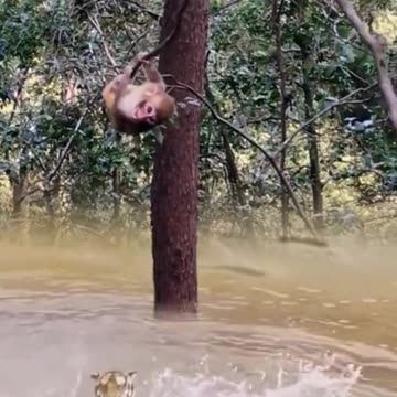 tiger wants to eat monkey kid,wildlife,