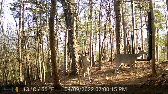 The Woods - 04/10/2022