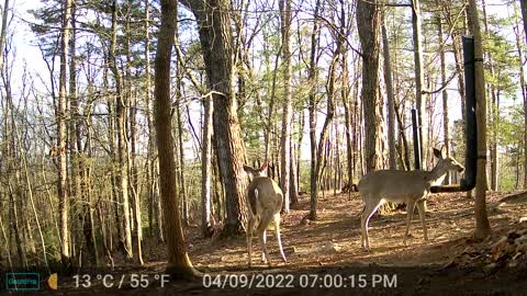 The Woods - 04/10/2022
