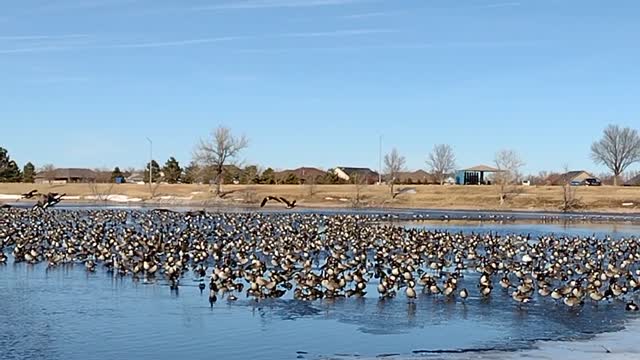 Veteran's Park Geese