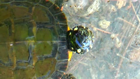Hatchling Turtle