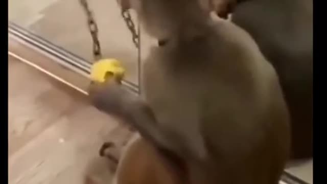 Monkey face