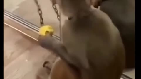 Monkey face