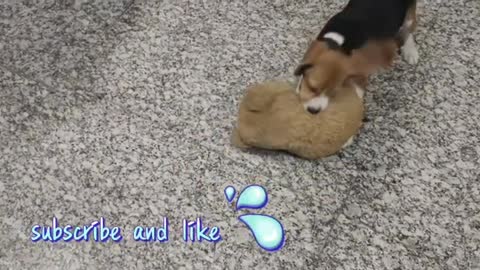 Beagle Romance style