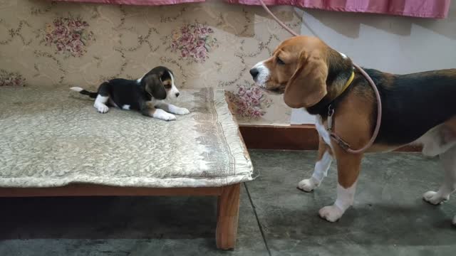 Deep conversation between father and daughter...cutes daughter