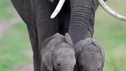 Animals Showing True And Unconditional Love to Human - Cute Animal Video