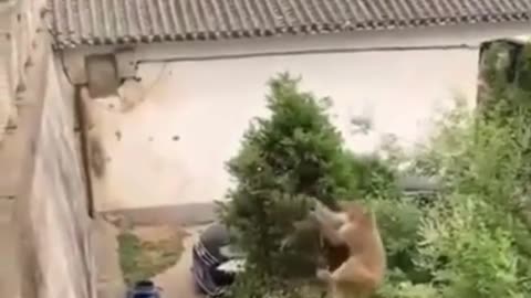 This monkey has developed a very clever mind for a monk